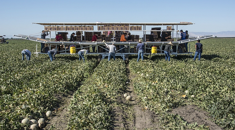 Harvesting Canteloupe at Bowles Farm in Los Banos by Doug Torres